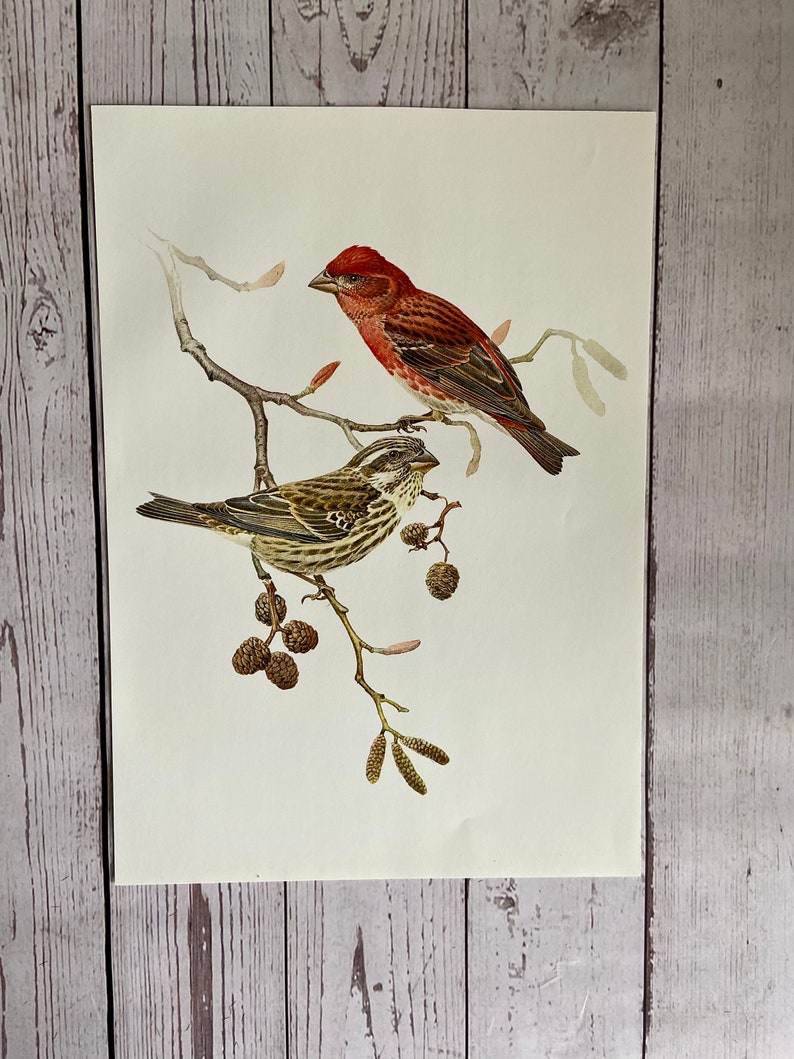 Vintage Purple Finch Print image 2