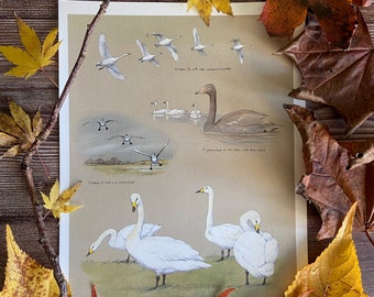 Vintage Swan Print