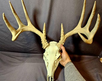 Life-Size Deer Skull Replica | Whitetail European Mount | Shed Antler Display | Hunting Cabin Decor