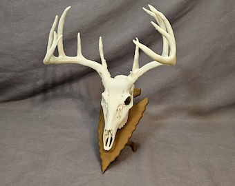 Deer Skull Replica | Rustic Hunting Decor |Faux Taxidermy | 3D Printed