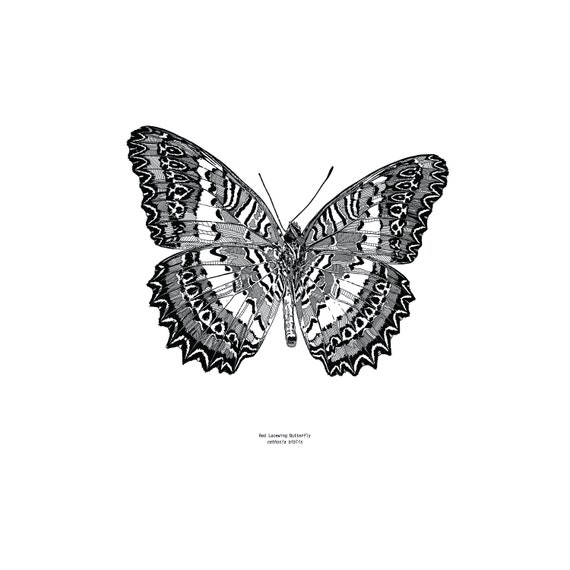 Red Lacewing Butterfly A3 Art Print Etsy