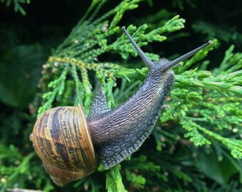 Scottish Snail Macro Photography Print