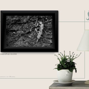 Fallen Wheat - Zwart-wit Foto - Digitaal bestand voor afdrukken