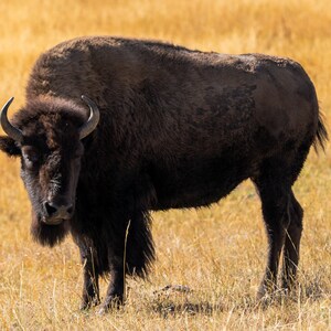 Bizon die uit in Yellowstone kijkt - DIGITALE DOWNLOAD -
