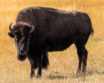 Bison Looking Out in Yellowstone - DIGITAL DOWNLOAD -