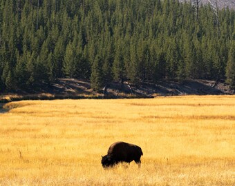 Bison Grazing in Yellowstone with Trees - Portrait - DIGITAL DOWNLOAD -