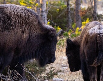 Bison with Calf Close Up in Yellowstone - DIGITAL DOWNLOAD -