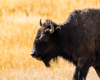 Bison Close Up in Yellowstone - DIGITAL DOWNLOAD -