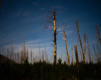 Burnt Forest Nightscape, MT - DIGITAL DOWNLOAD -