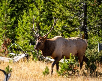 Elk Walking Through a Field in Yellowstone - DIGITAL DOWNLOAD -