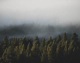 Moody Forest with Low Morning Clouds - DIGITAL DOWNLOAD -