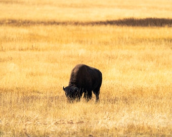Bison Grazing in Yellowstone - DIGITAL DOWNLOAD -