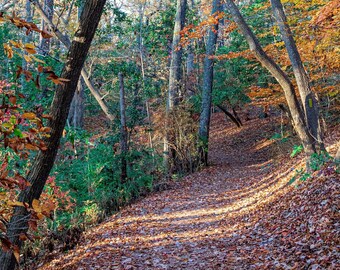 Virginia | First Landing State Park - 'Autumn Pathway'