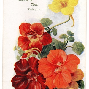 Winifred Walker: carte d’anniversaire vintage des années 1930. Nasturtiums