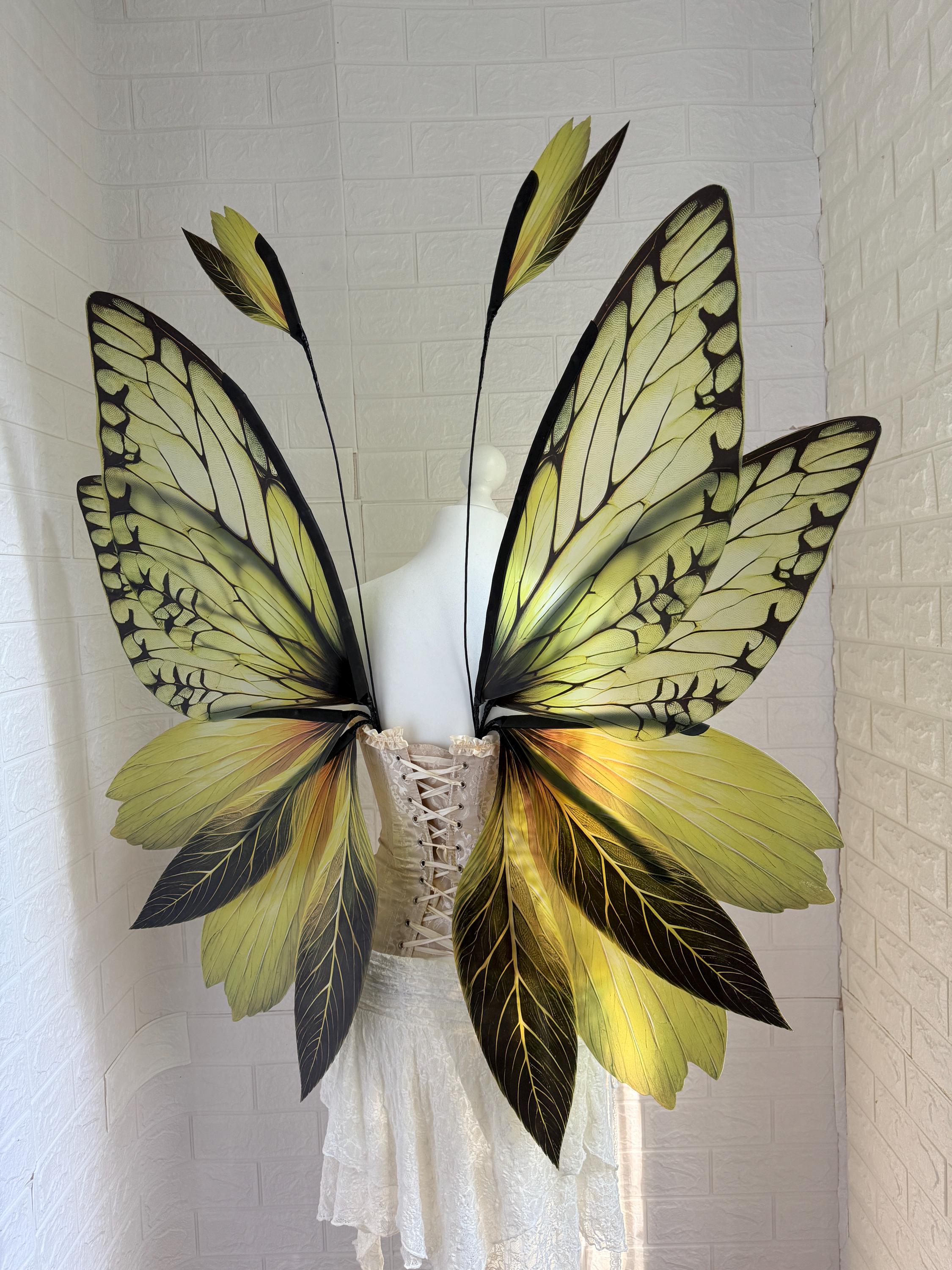 昆虫標本 緑色と金色の光沢 収納ケース付き 昆虫標本 緑色と金色の光沢 収納ケース付き