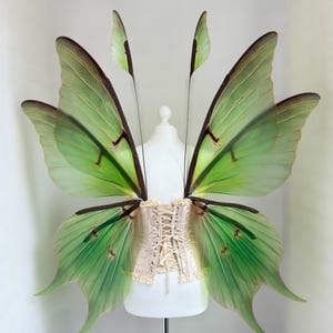 Fantasy fairy luna moth wings, Wings photoprop, Wings for adult, Green luna moth wings, Butterfly cosplay