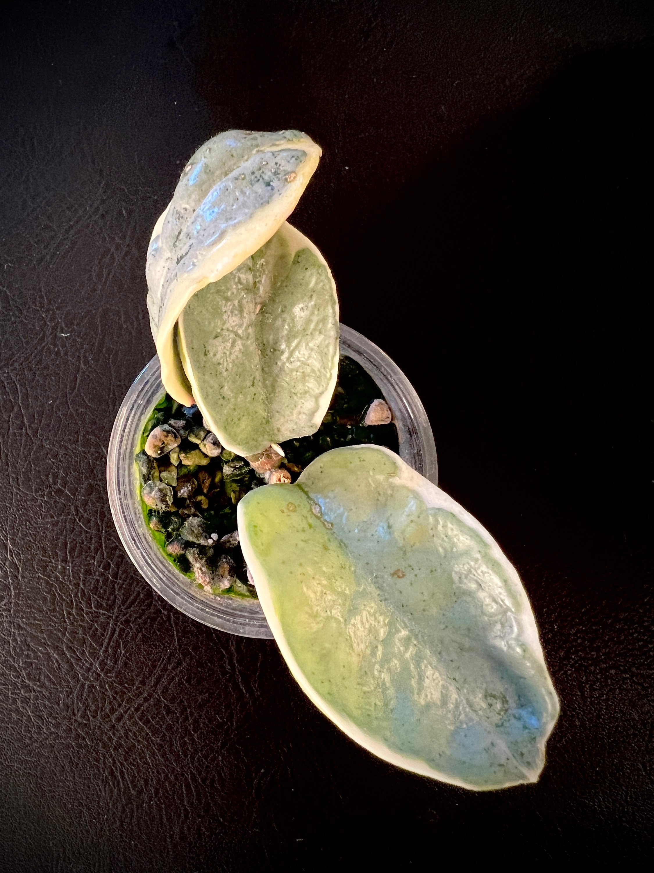 Hoya Carnosa 'argentea Picta' / 'silver Princess' - Etsy
