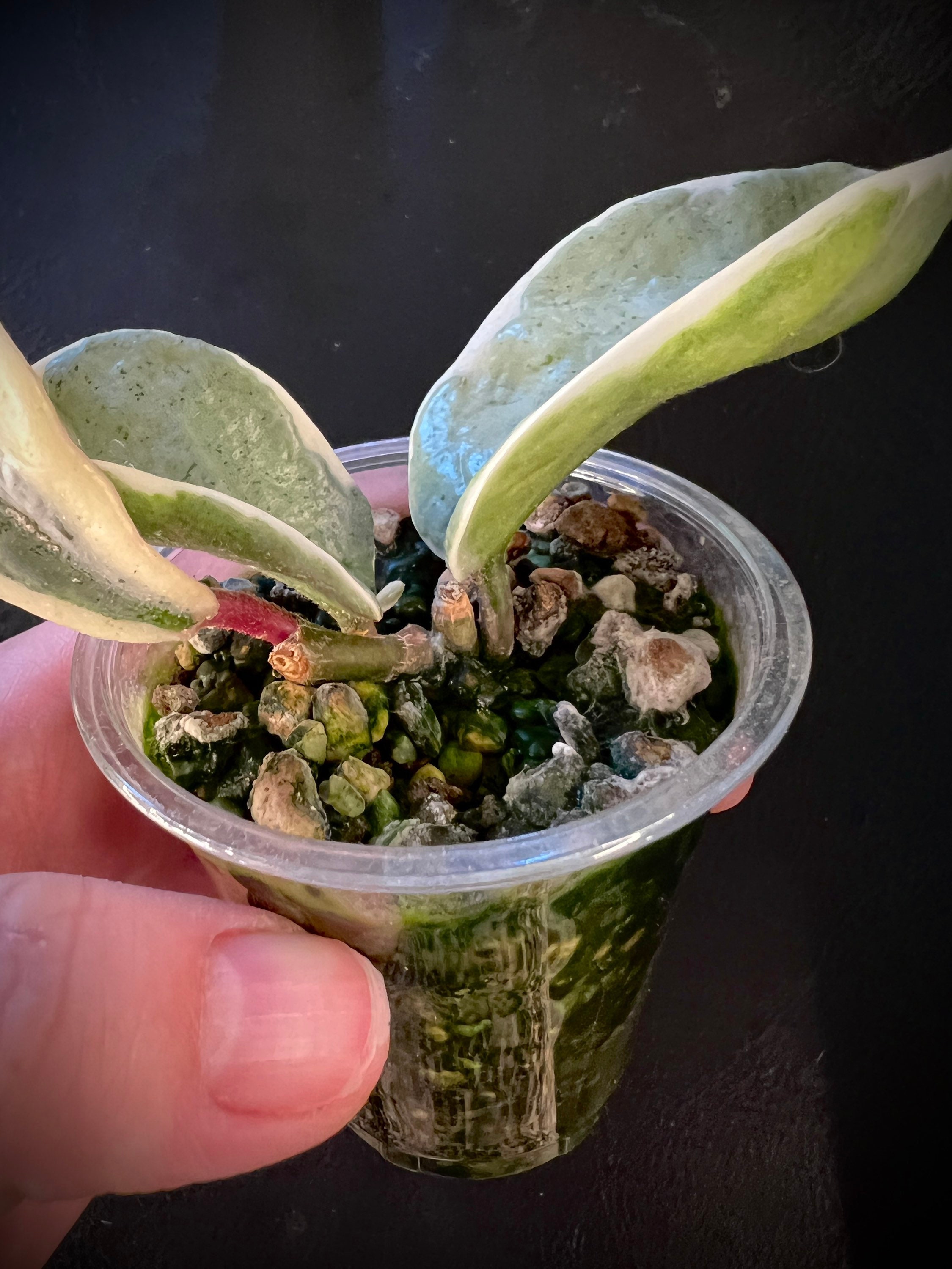 Hoya carnosa ‘Argentea Princess’① Rare) Hoya Carnosa Argentea Princess for sale - HappyForestStore