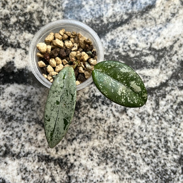 Hoya carnosa 'Wilbur graves'