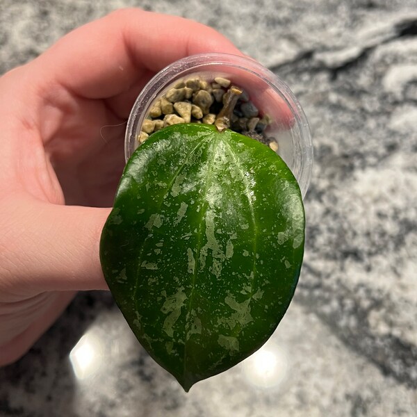 Hoya latifolia 'Snow Queen'