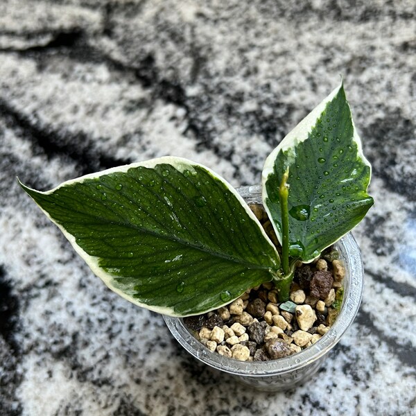 Hoya polyneura albomarginata variegated
