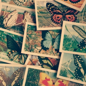 Auswahl von 10 Vintage Tee-/Zigarettenkarten aus den 1960er Jahren 'Butterflies Of The World'. Ideal für all deine Bastel Ideen!