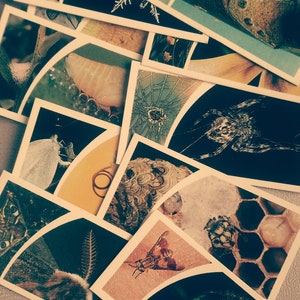 Selection of 10 Vintage Tea/Cigarette Cards from the 1960&#39;s &#39;Small Wonders&#39;. Ideal for all your Crafting Ideas!