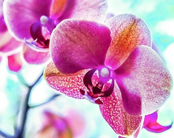 Orchid Print