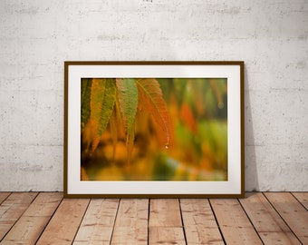 Colourful Autumn Leaves, Nature Photography Print, Printable Photo, Fine Art, Cottagegore, Farmhouse (Digital Download)