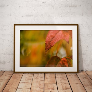 Descarga digital, hojas rojas de otoño, fotografía de la naturaleza, foto imprimible