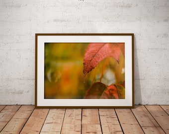 Digital Download, Red Autumn Leaves, Nature Photography, Printable Photo