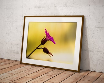 Digital Download, Tiny Pink Flower, Macro Nature Photography, Printable Photo