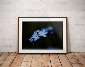 Fine Art, Forget Me Not Flowers, Macro Nature Photography, Printable Photo