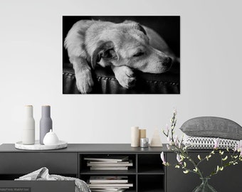 Digital Download, Sleeping Puppy Dog Portrait, Pet Photography, Printable Photo