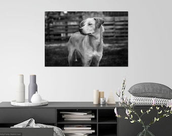 Borador Dog Photography Print, Animal Portrait, Fine Art Wall Decor (Digital Download)