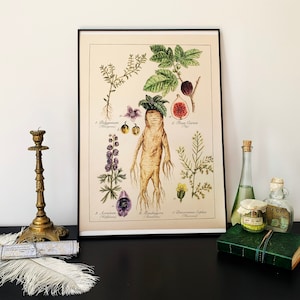 Large Herbology Giclée Print with Mandrake