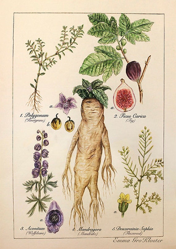 Poster The Mandrake - Herbology