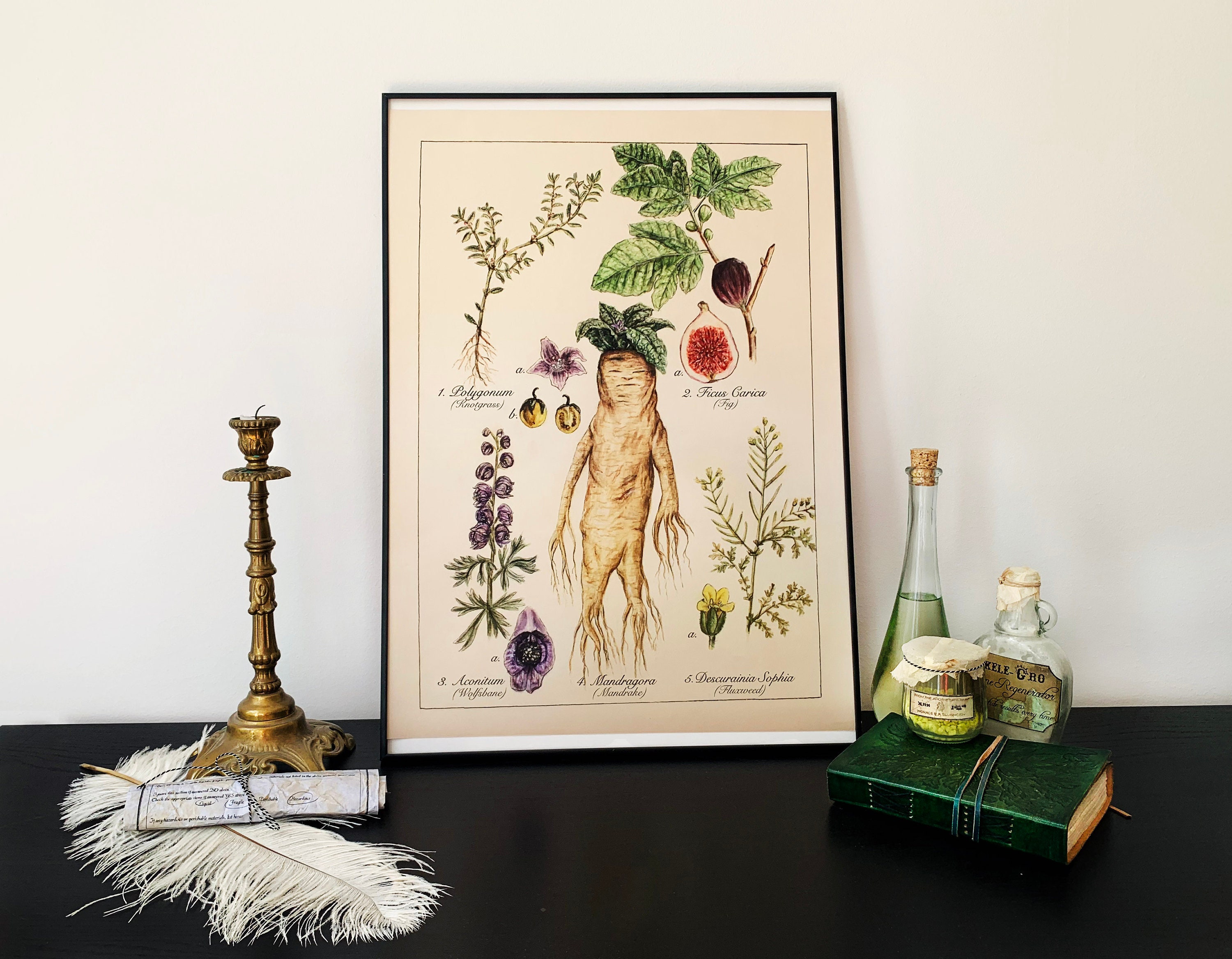 Botanical Poster Herbology Giclée Print with Mandrake Etsy