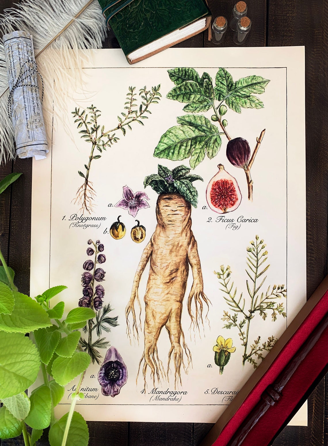 DIGITAL DOWNLOAD Herbology Poster With Mandrake Etsy