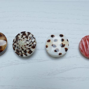 May include: Four round shell buttons in different patterns. The buttons are brown and white with black spots, brown and white with a spiral pattern, white with brown spots, and red with white stripes.