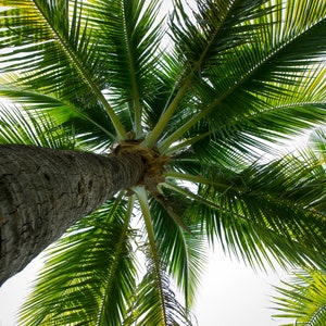 May include: A tall palm tree with green fronds reaching up towards a bright white sky. The trunk is brown and textured.