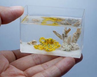 Pulpo miniatura de anillos azules en el acuario.