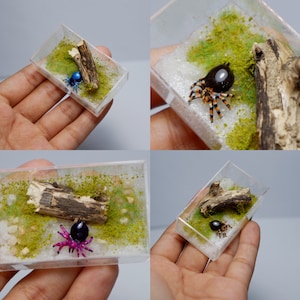Terrario de araña de arcilla en miniatura