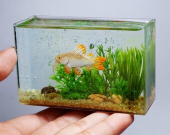 Miniature replica albino redtail catfish in the tank