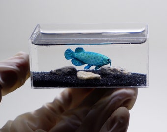 Arowana de arcilla en miniatura en el tanque.
