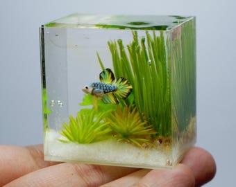 Miniature betta in the tank