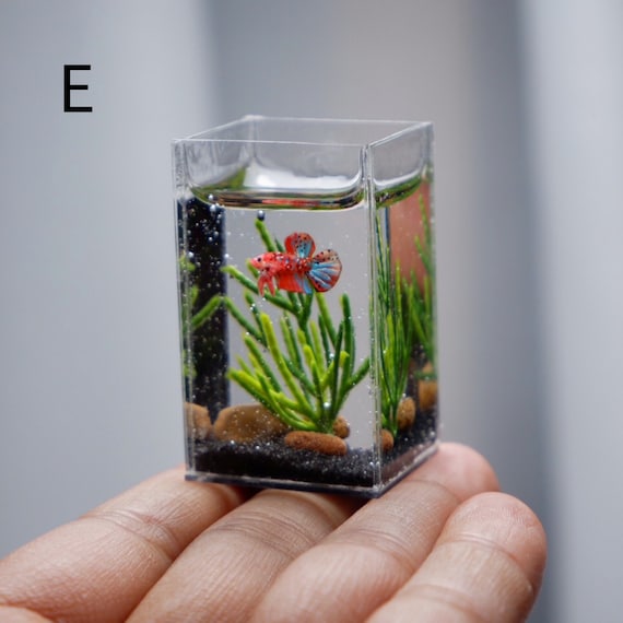 Buy Miniature Betta Tank Online in India 