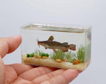 Miniature replica black bullhead catfish in the tank