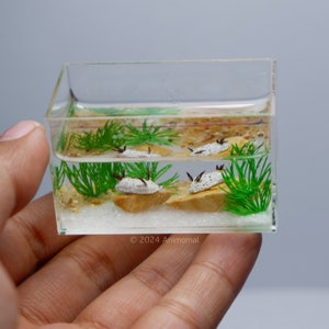 Miniature Nudibranchs (sea bunny) in the tank