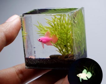 Glow in the dark Miniature betta in the tank